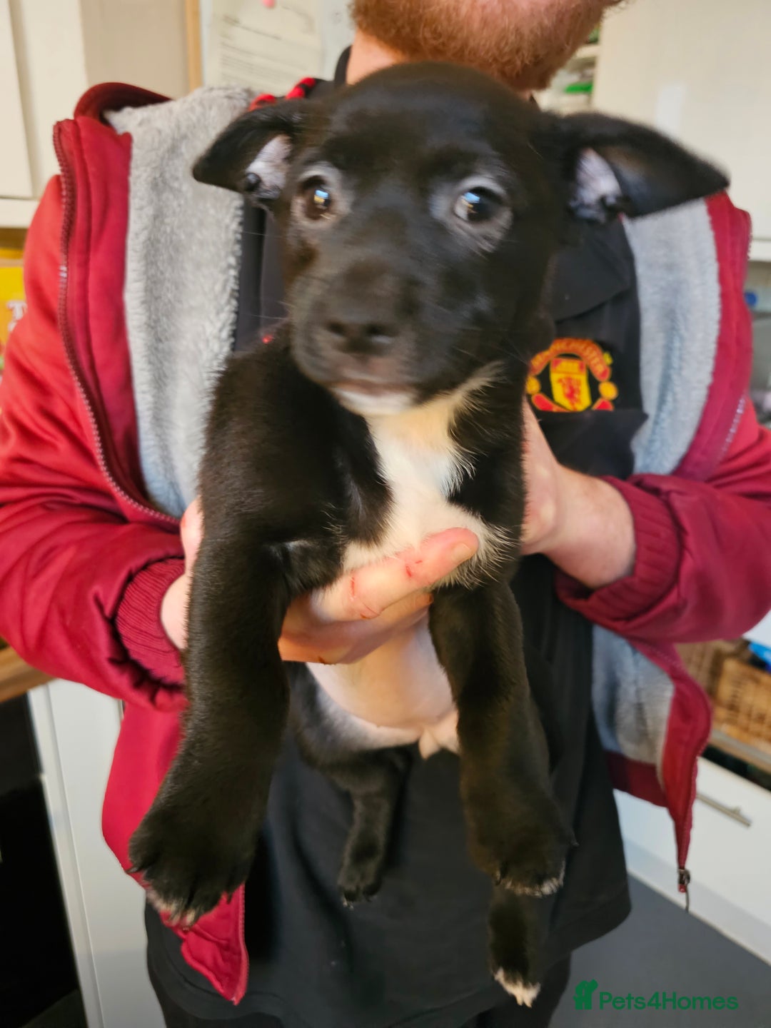 Mixed Breed dogs for sale: Staffy cross puppy  - Advert 1