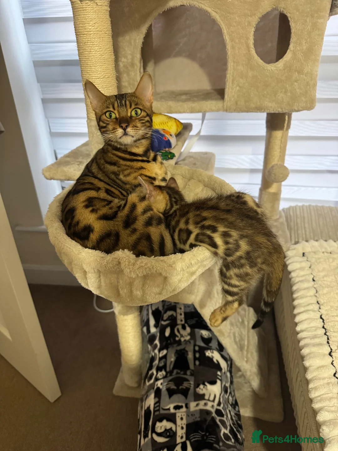 Bengal cats for sale: Bengal Kitten Boy in Northampton - Advert 2
