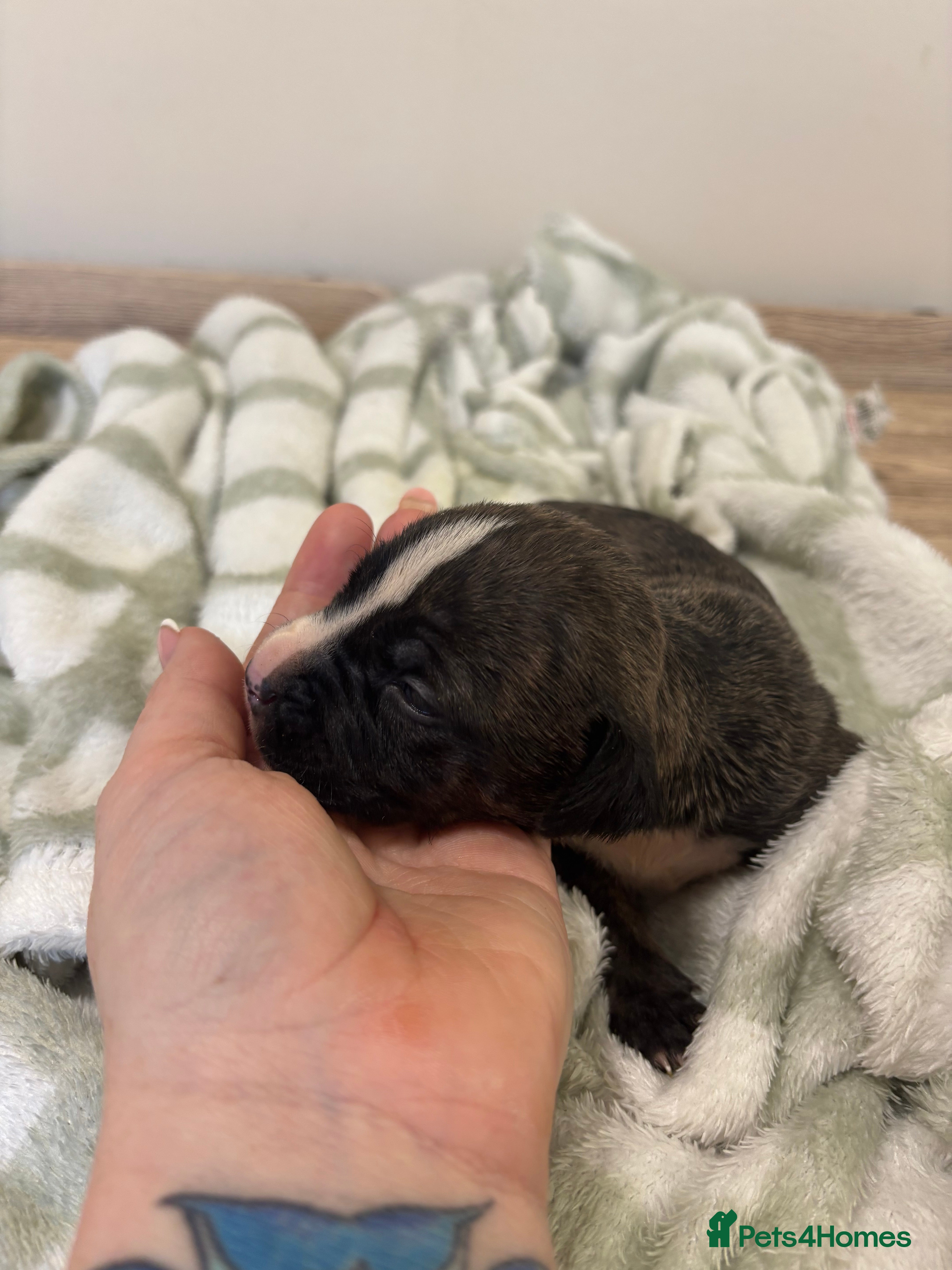 Staffordshire Bull Terrier dogs Staffy pups  - Advert 6