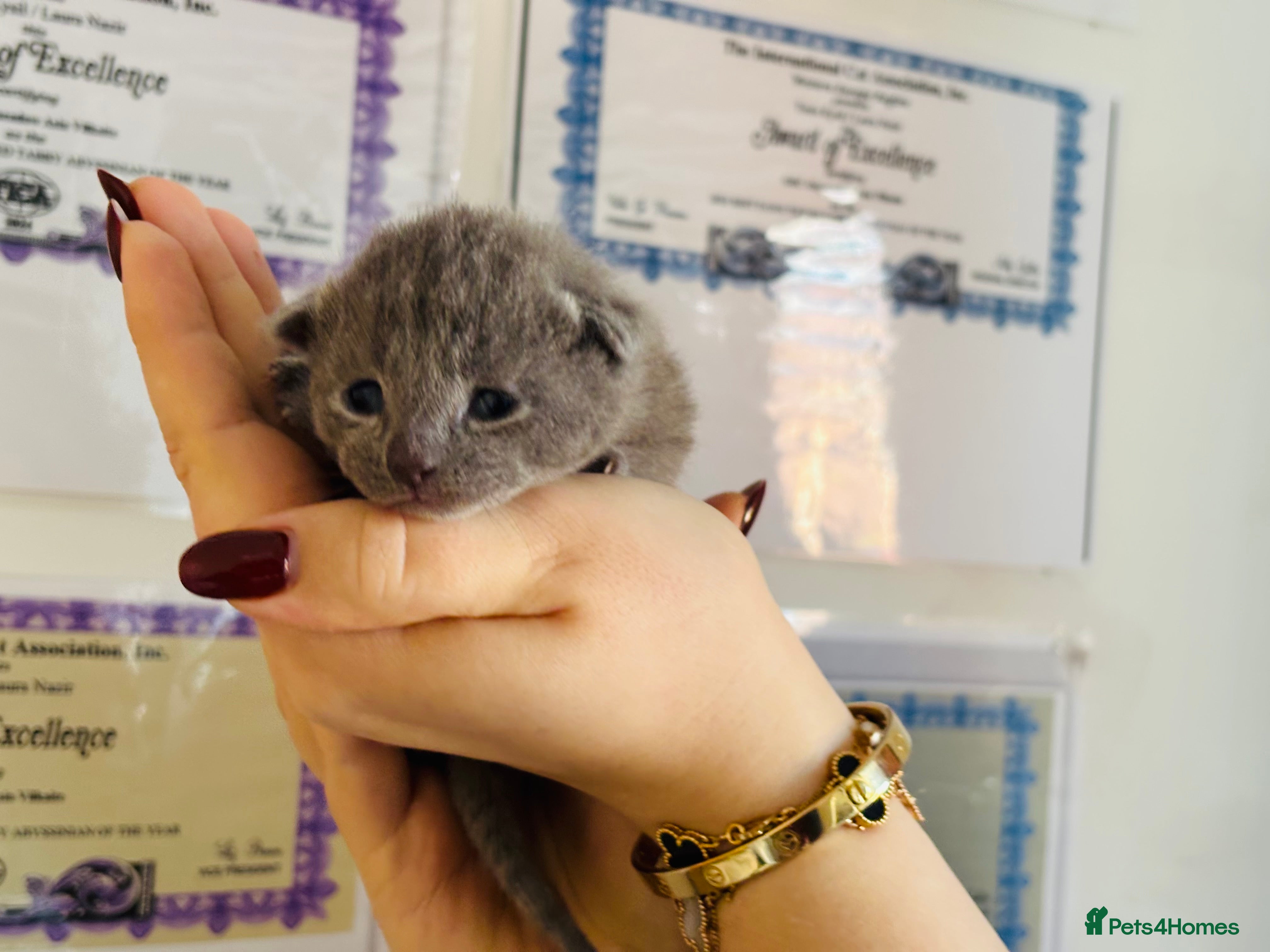 Russian Blue cats Pedigree TICA registered Russian blue kittens - Advert 2