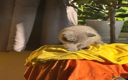 British Shorthair cats for sale: British Shorthair Kittens Available - Image 4