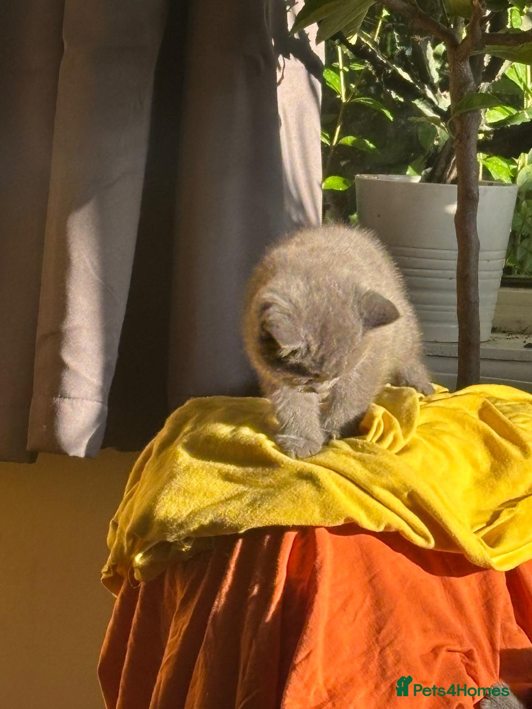 British Shorthair cats for sale: British Shorthair Kittens Available - Image 4