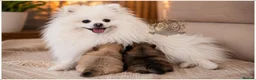 Pomeranian dogs for sale: SUPER TINY MINI POMERANIANS RKC - Advert 11
