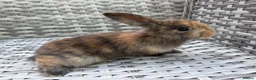 Mini Lop rabbits for sale: Pure bred mini lops - Advert 33