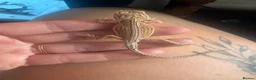 Bearded Dragon reptiles for sale: Friendly baby dragons - Advert 3