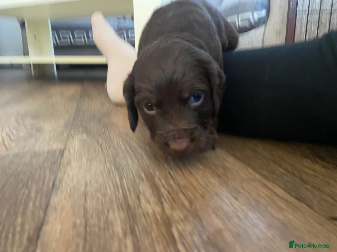 Cocker Spaniel dogs for sale: Tri chocolate  colour cocker spaniel puppies  - Advert 24
