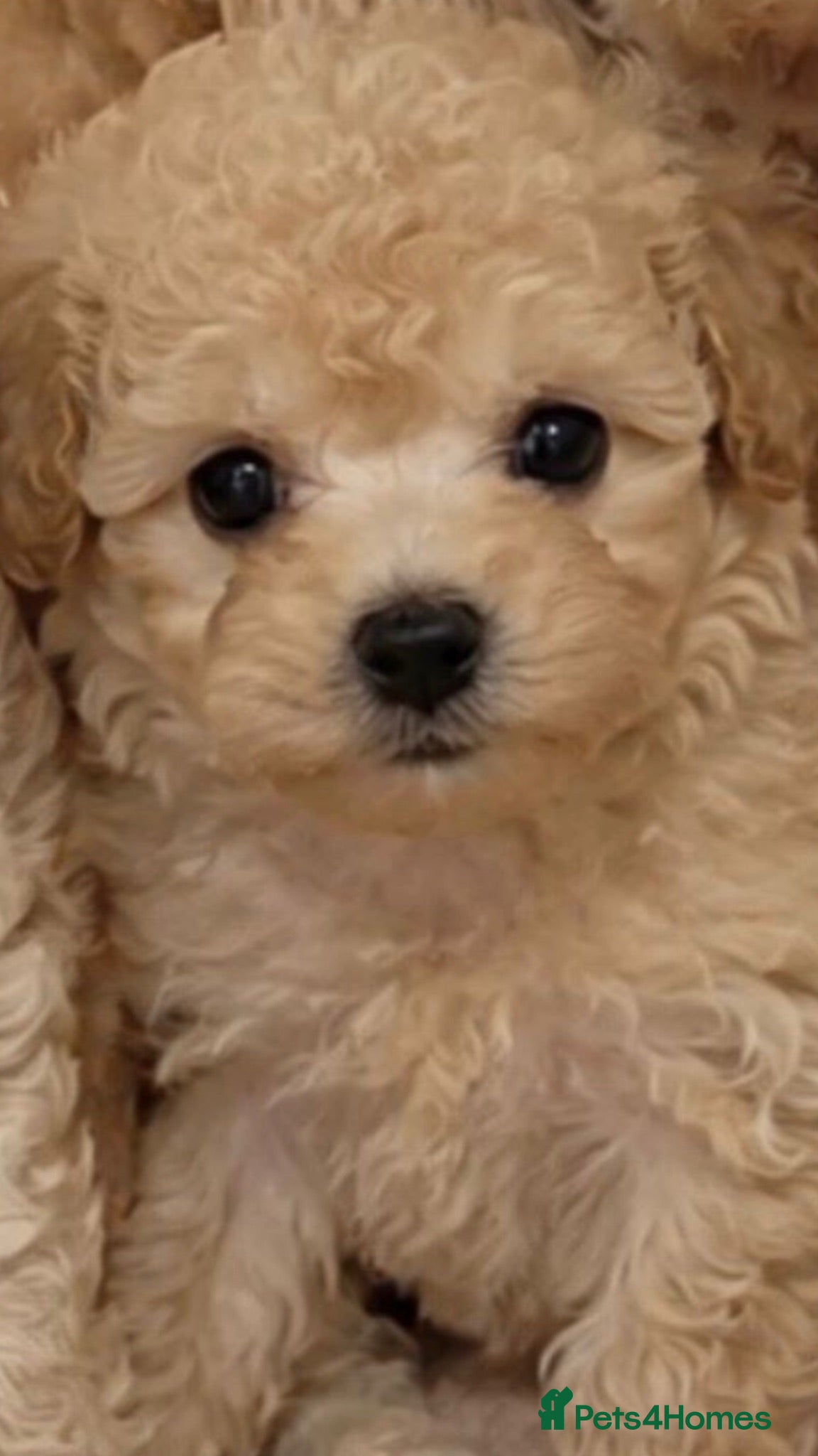 Toy Poodle dogs Already trained little Toy Poodles 🐶🐶 - Advert 1