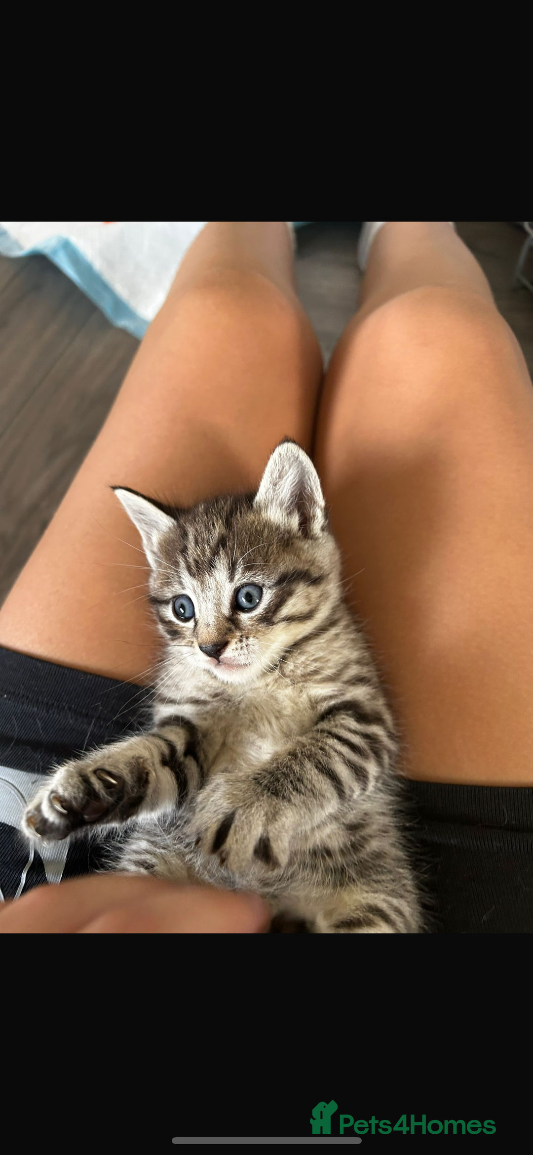 Bengal cats for sale: Cross bengal kittens  - Image 4