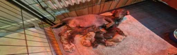 Miniature Dachshund dogs for sale: Ready to Leave  2 male 1 female in Bradford - Advert 2