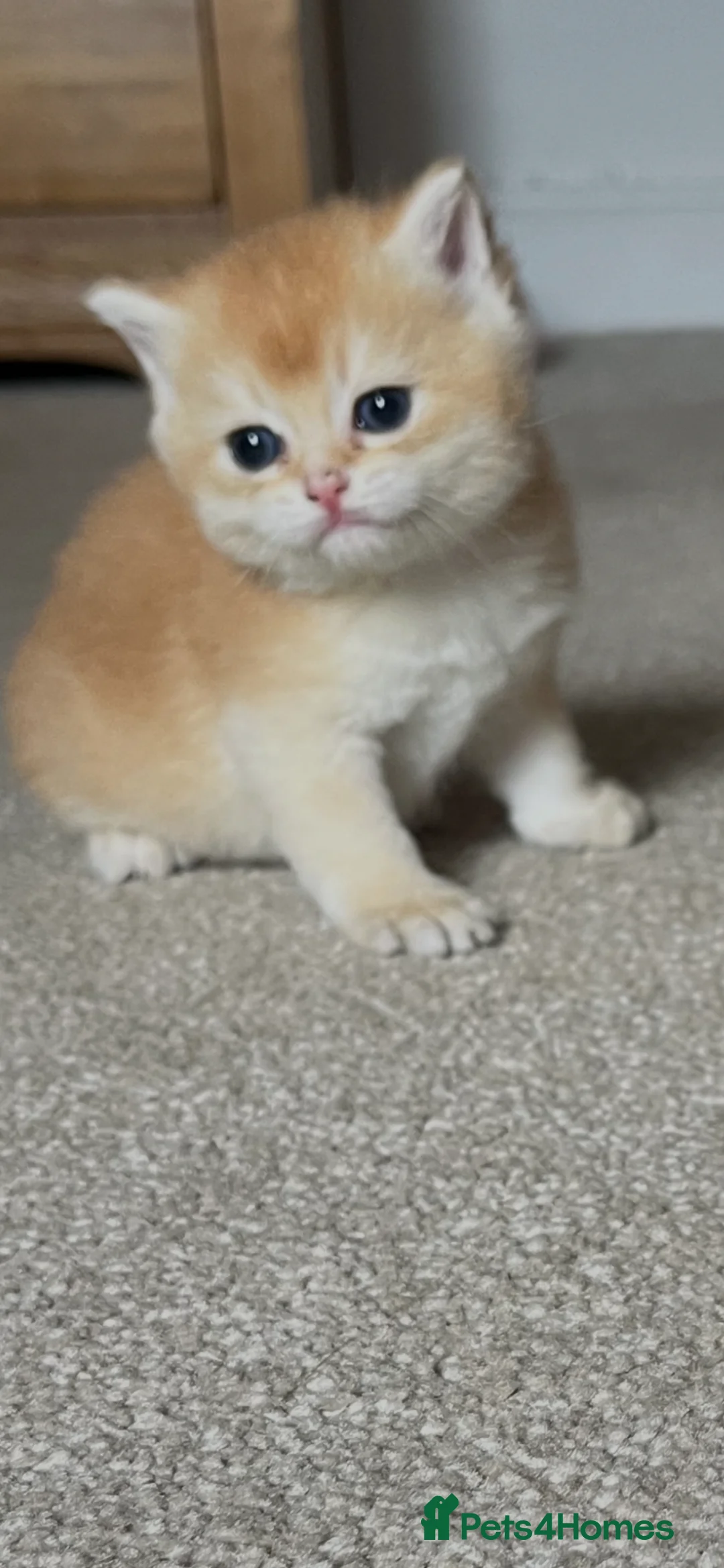 British Shorthair cats for sale: GOLDEN NY12 GRAND CHAMPION BLOODLINE  - Advert 39