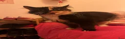 Mixed Breed cats for sale: Kittens  in Perth - Advert 6