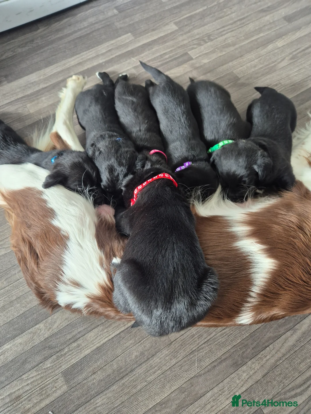 Mixed Breed dogs for sale: Beautiful puppies for sale - Advert 10