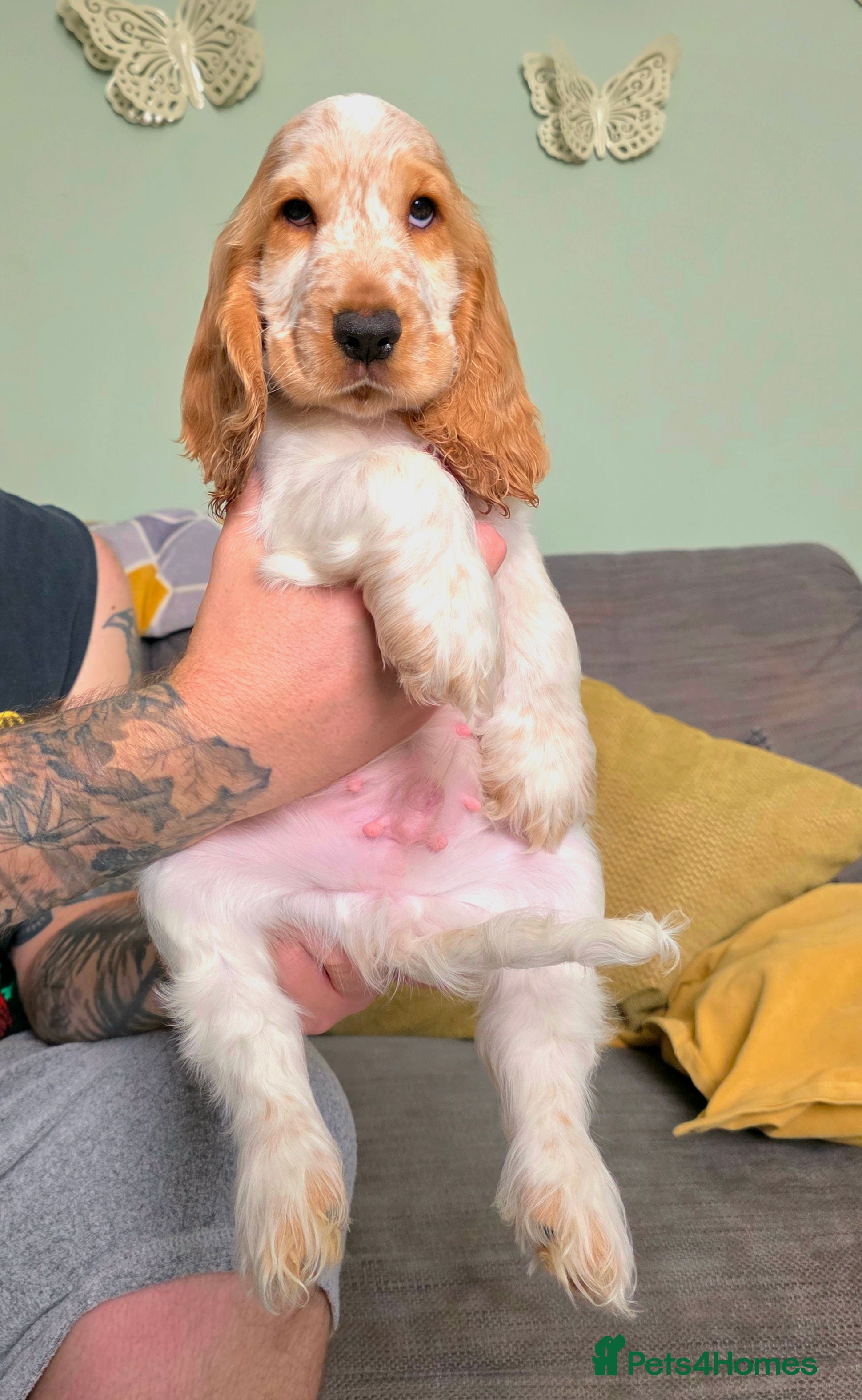 Cocker Spaniel dogs KC Registered Show cocker spaniel - Ready now - Advert 2