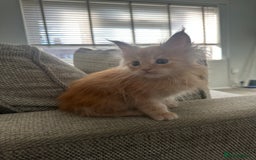Maine Coon cats for sale: Ginger Maine coon kitten  - Image 2