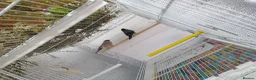 Finches birds for sale: Siberian bolfinch  - Advert 4
