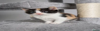 Calico girl 2