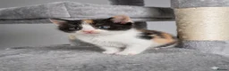 Mixed Breed cats for sale: Cute Kittens for sale - Advert 7