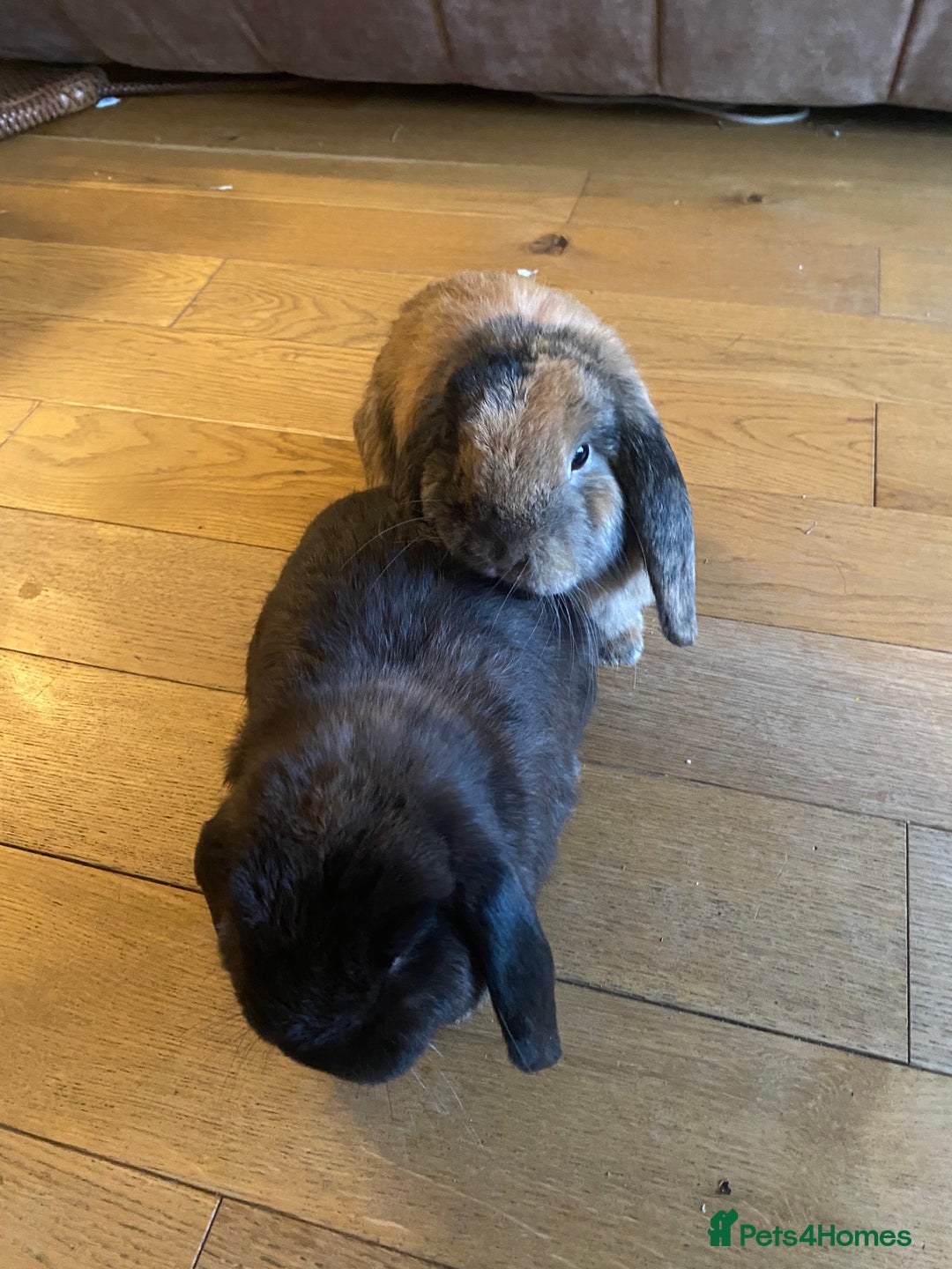Mini Lop rabbits for sale: 2 male Mini Lop Bunnies - Advert 4