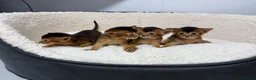Abyssinian cats for sale: Champion parents amazing kittens  - Advert 6