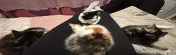 Mixed Breed cats for sale: 2 kittens for a loving home - Advert 4