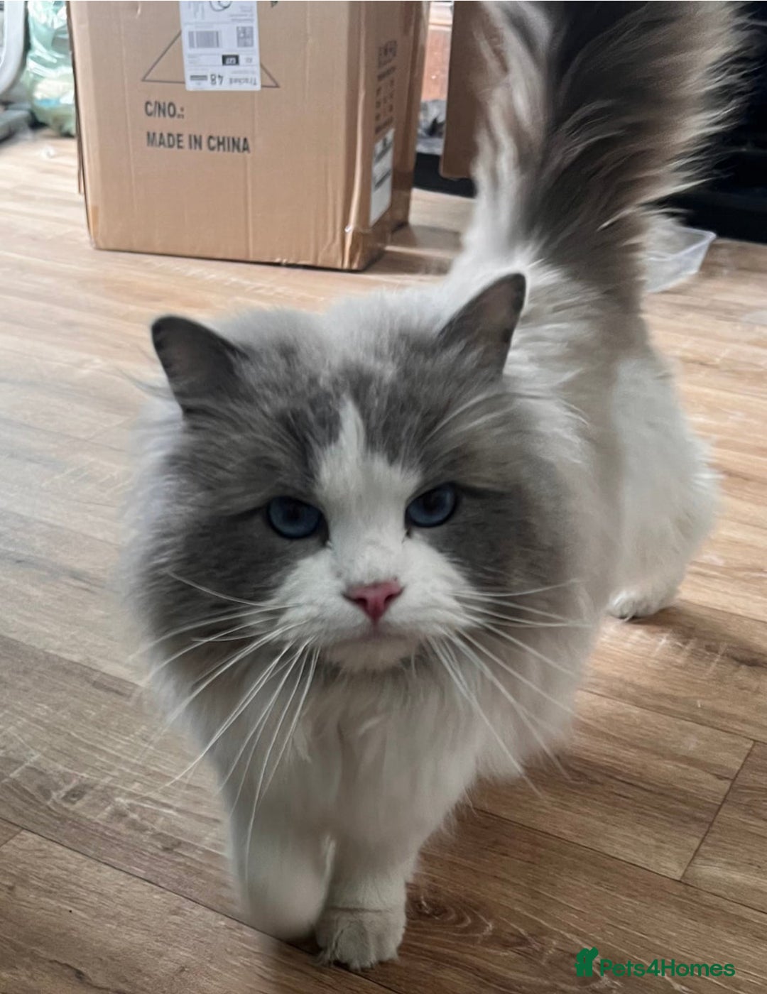 Ragdoll cats for sale: Last two Ragdoll Female kittens for sale  - Image 4