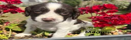 English Springer Spaniel dogs for sale: English Springer Spaniels white and liver girls in Thirsk - Advert 20
