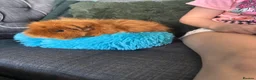 Guinea Pig rodents for sale: 2x boar/boy guinea pigs - well bonded  in Loughborough - Advert 4