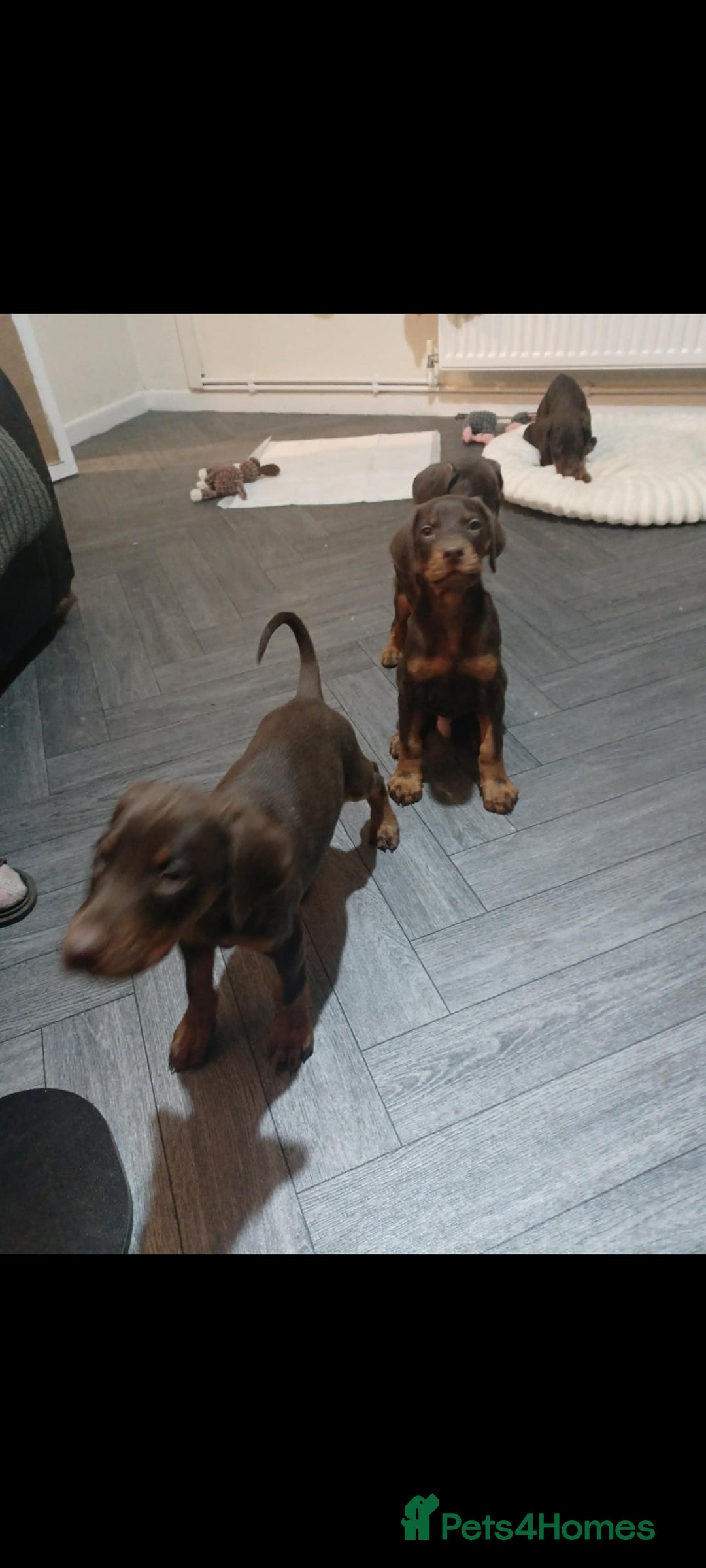 Dobermann dogs for sale: Beutifull doberman puppies  - Advert 2