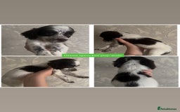Sprocker dogs for sale: Beautiful Sprocker puppies for sale - Image 3