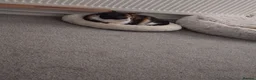 Mixed Breed cats for sale: Brother & sister in Newport - Advert 4