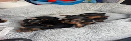 Yorkshire Terrier dogs for sale: Yorkshire terrier in Edinburgh - Advert 5