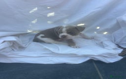 Olde English Bulldogge dogs for sale: Olde English Bulldog Puppies - Image 16