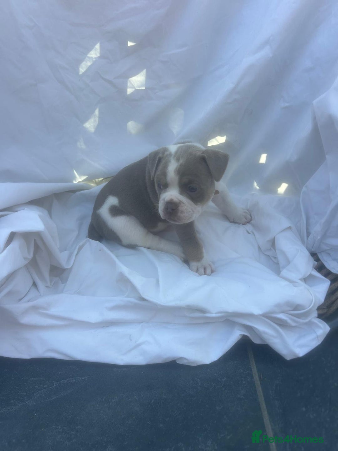 Olde English Bulldogge dogs for sale: Olde English Bulldog Puppies - Image 16