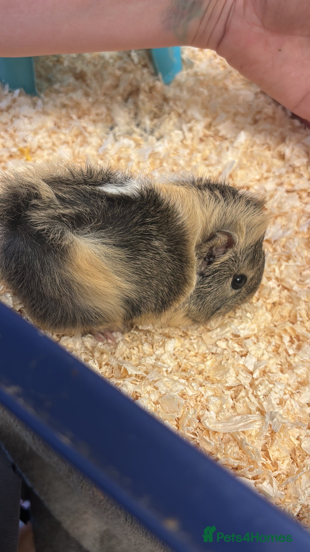 Guinea Pig rodents for sale: Two bonded female guinea pigs  - Advert 4