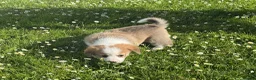 Welsh Corgi Pembroke dogs for sale: Handsome KC Reg Pembroke Corgi Pups in Caerphilly - Advert 12