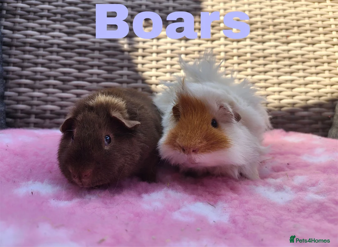 Guinea Pig rodents for sale: Beautiful sows and a pair of boars.  - Advert 7