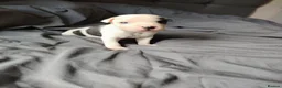 Staffordshire Bull Terrier dogs for sale: Lovely little staffy puppies  - Advert 23