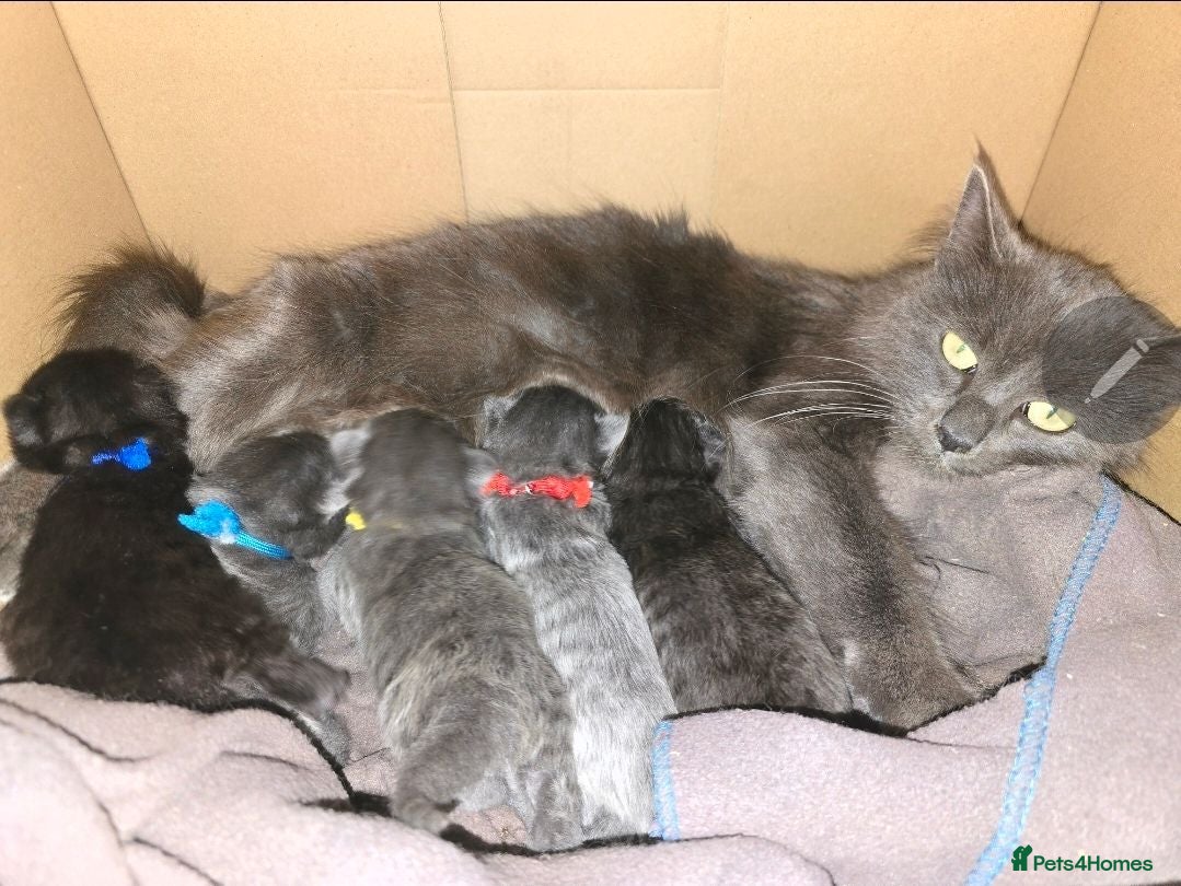 Mixed Breed cats Beautiful Siberian x Nebelung kittens  - Advert 2