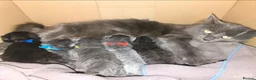 Mixed Breed cats for sale: Beautiful Siberian x Nebelung kittens  - Advert 2