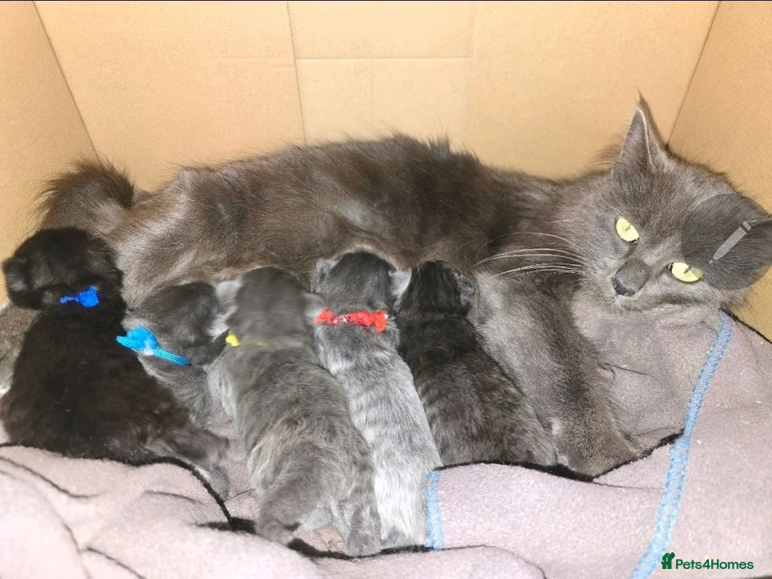 Mixed Breed cats for sale: Beautiful Siberian x Nebelung kittens  - Advert 2