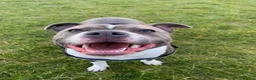 Staffordshire Bull Terrier dogs for sale: Female for rehoming  in Lincoln - Advert 1