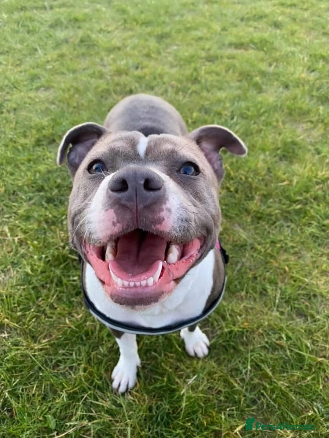 Staffordshire Bull Terrier dogs for sale: Female for rehoming  in Lincoln - Advert 1