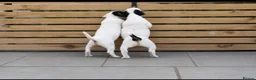 Parson Russell dogs for sale: Quality Parsons Russell Terrier Puppies - Advert 10