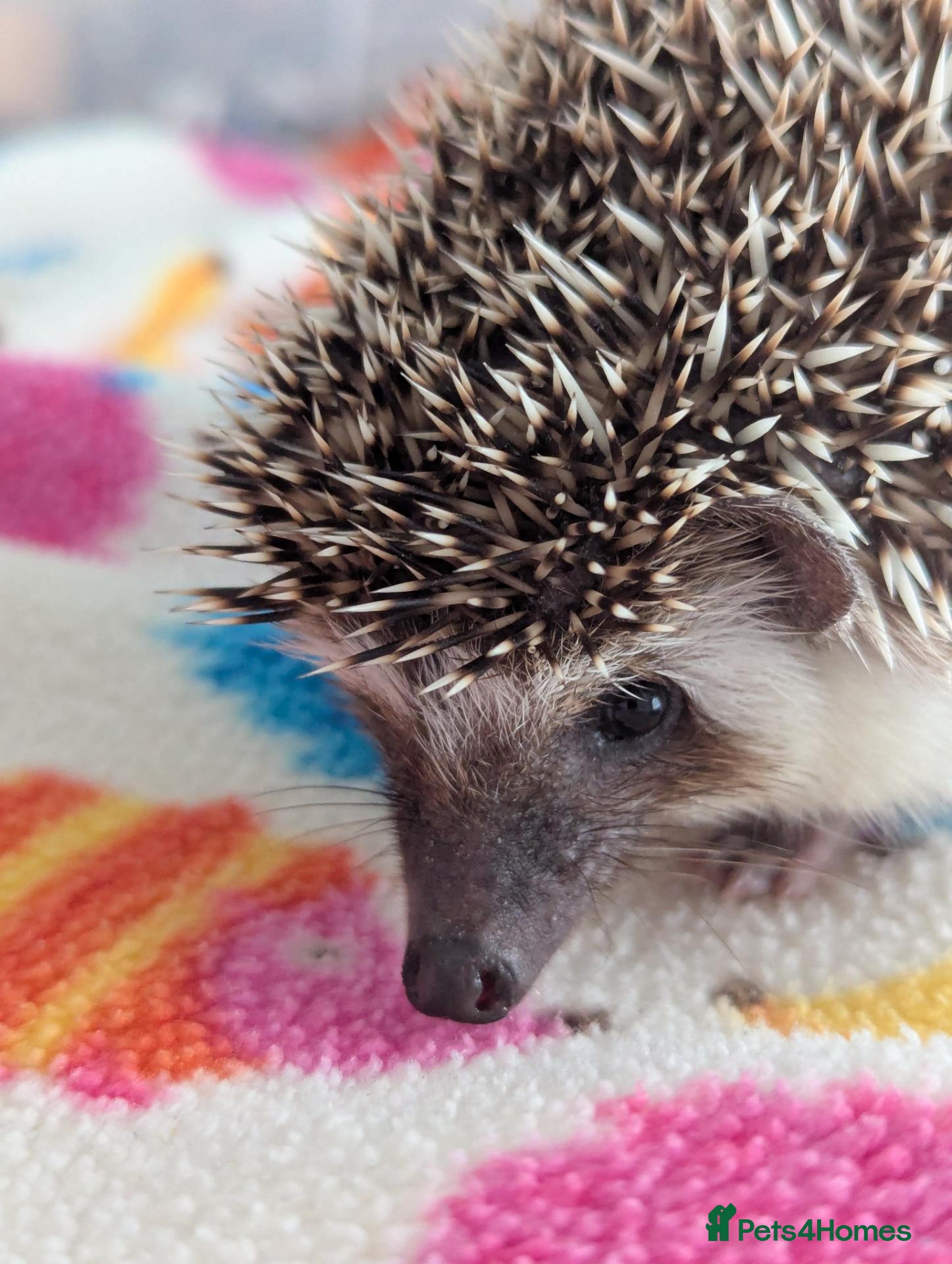 Pygmy Hedgehog rodents 10/13 Week Old Baby Hoglets REDUCED TO £165/220 - Advert 2
