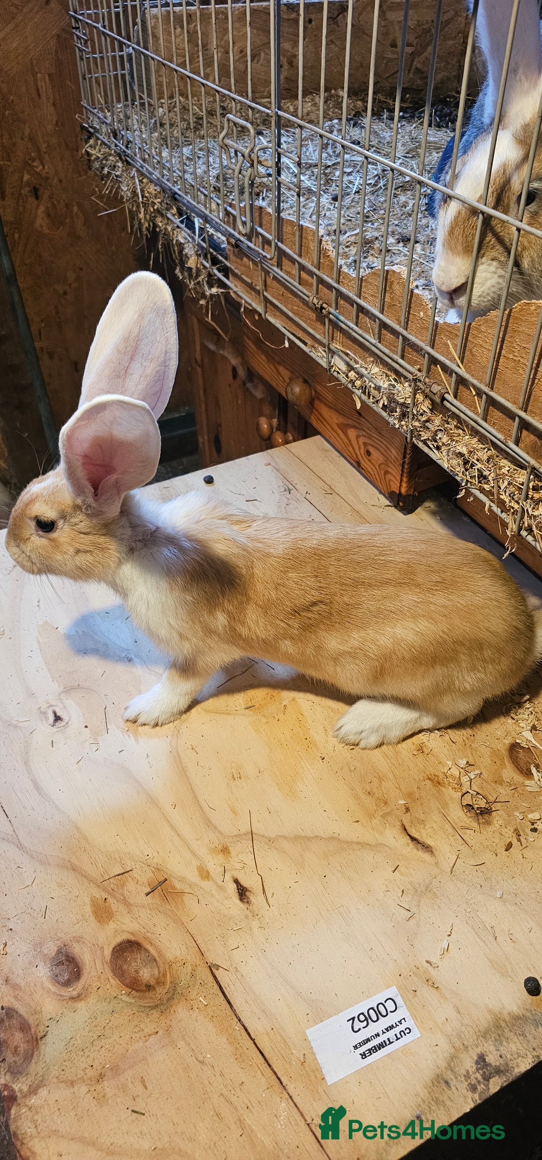 Continental Giant rabbits for sale: Continental Giants Merle - Image 1