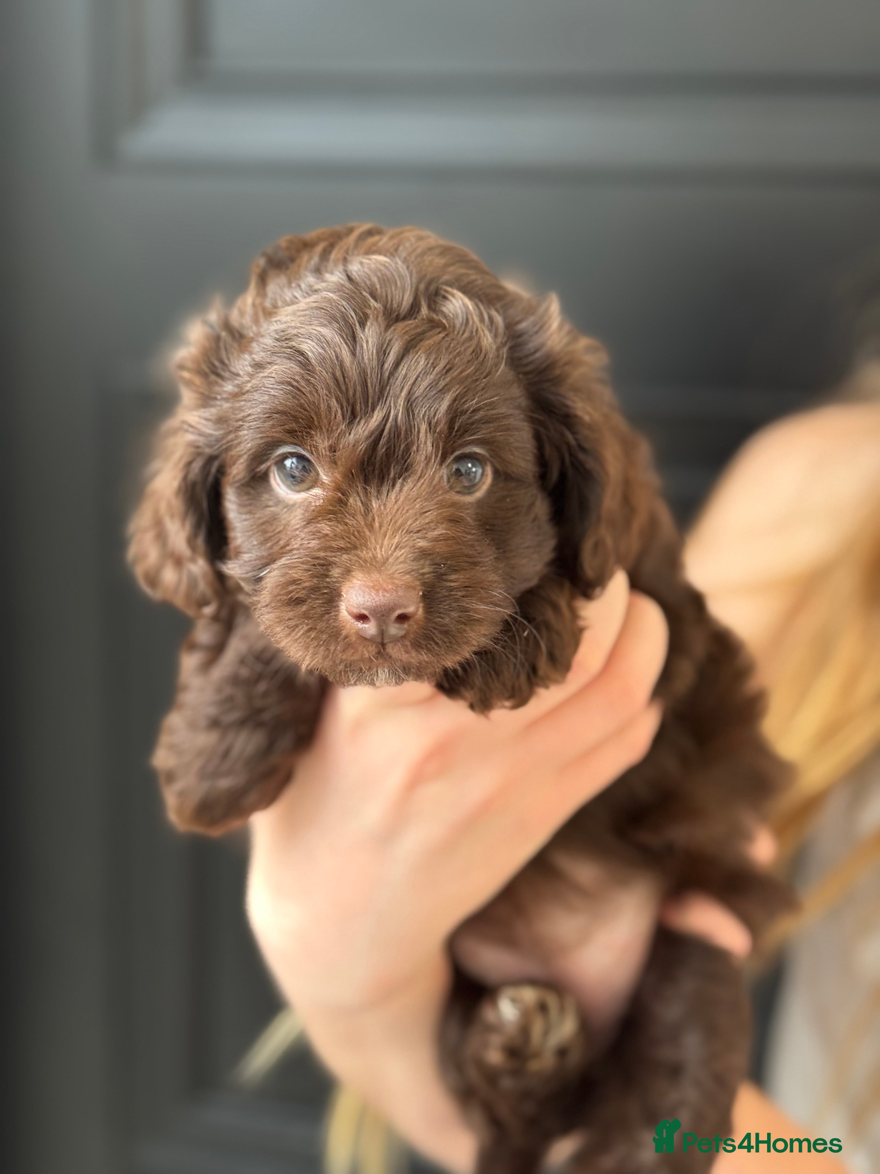 Aussiedoodle dogs Miniature Aussiedoodle Puppies (Poodle X) - Advert 15