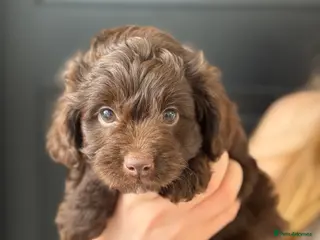 Aussiedoodle dogs Miniature Aussiedoodle Puppies (Poodle X) - Advert 15