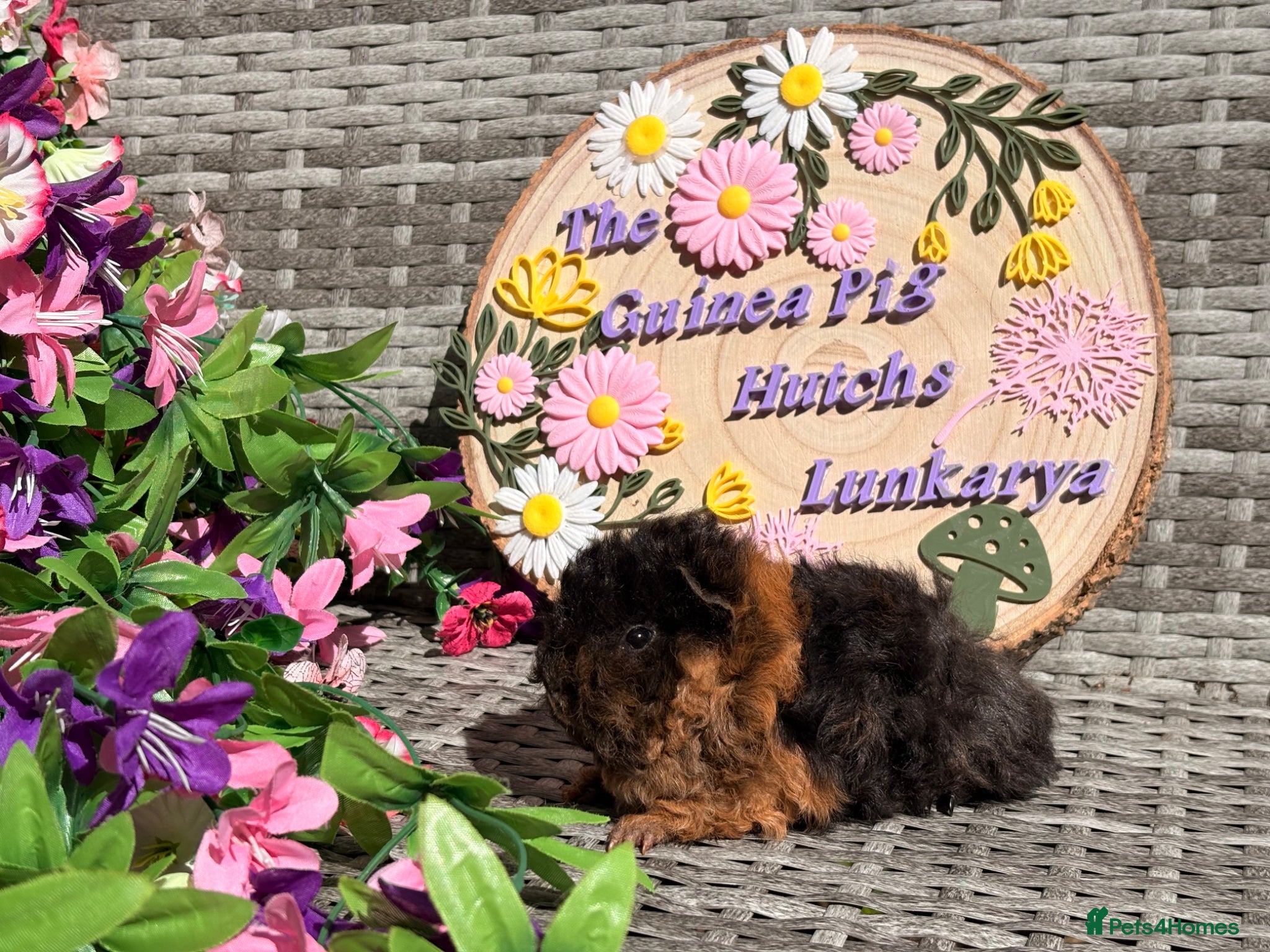 Guinea Pig rodents Pure bred Lunkarya babies  - Advert 2