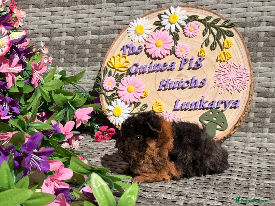 Guinea Pig rodents for sale: Pure bred Lunkarya babies  - Advert 2