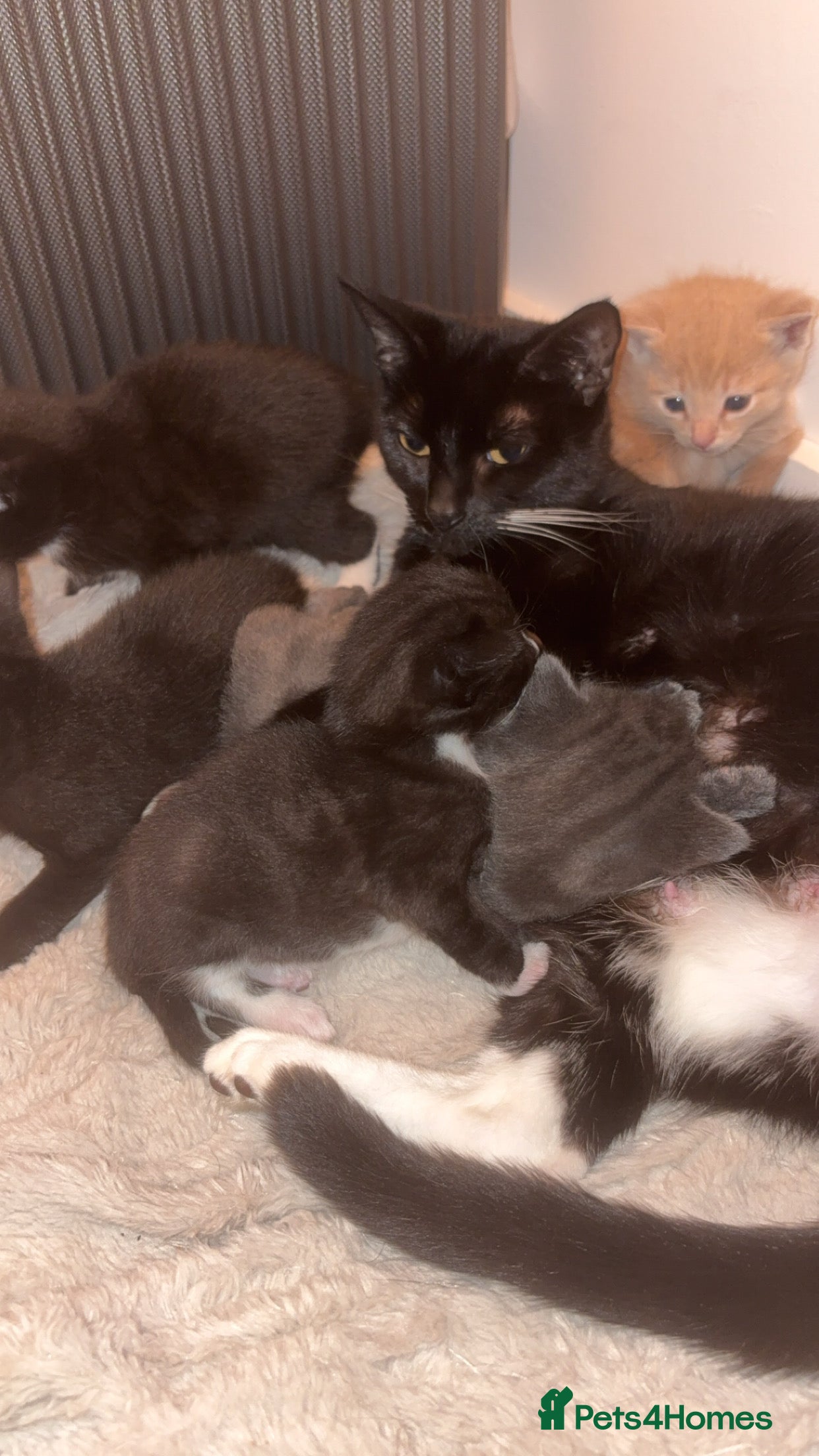 Mixed Breed cats Male grey kitten  - Advert 4